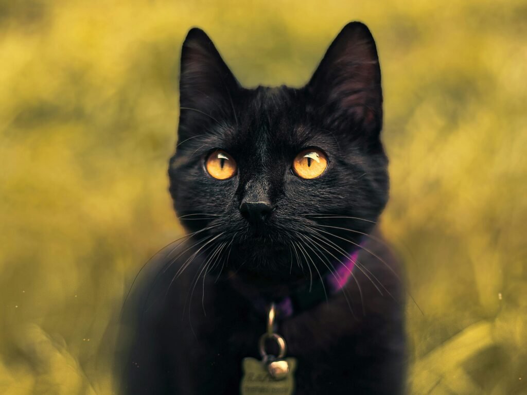 a black cat in a garden